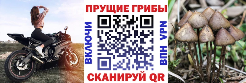 Галлюциногенные грибы Psilocybine cubensis  кракен как войти  Приморско-Ахтарск 
